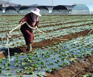 赴日本茨城技能實習(xí)生-種植業(yè)（男）